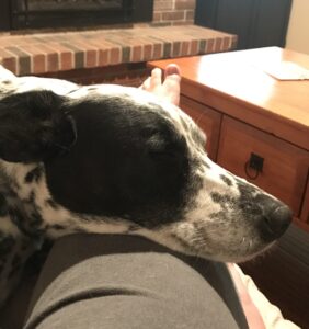 Dog-snuggles