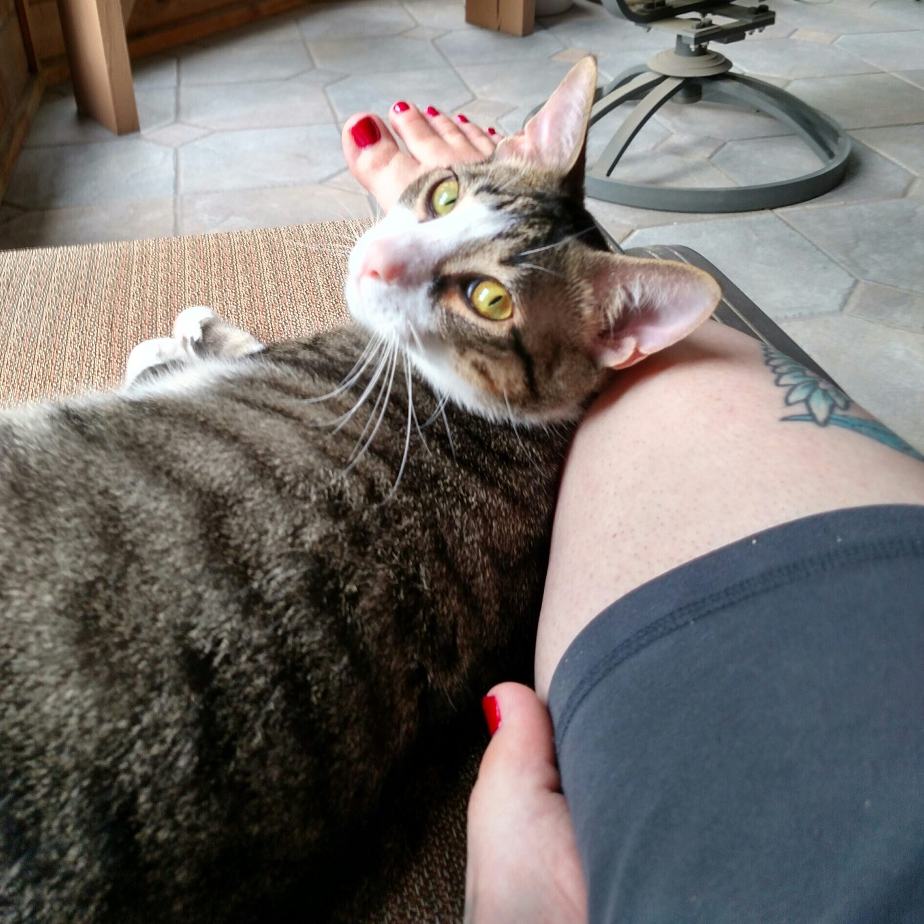 Cat-snuggles-Timmy Cat-snuggles-Timmy