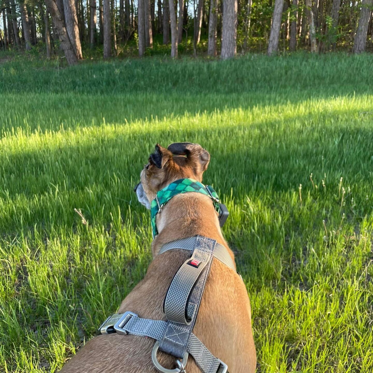 dog-walking-Spencer dog-walking-Spencer