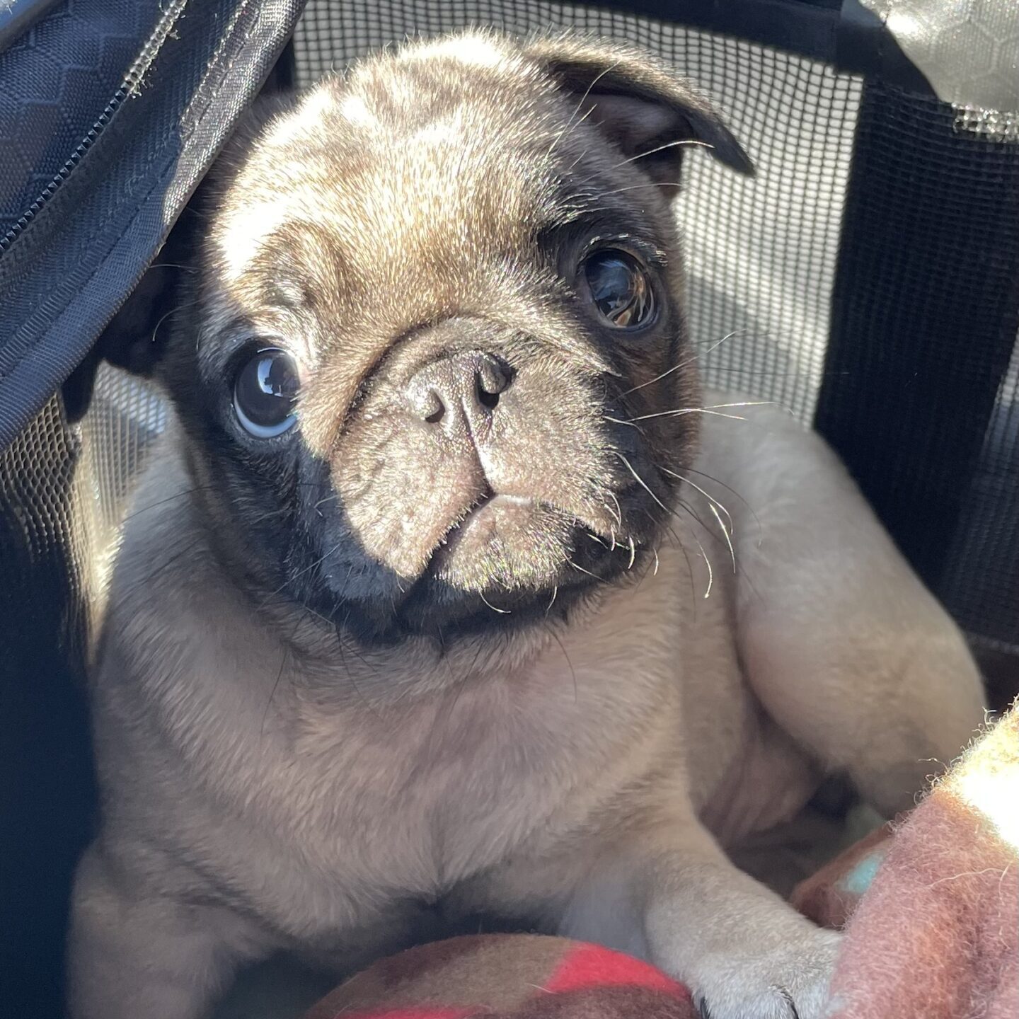 pet-taxi-pug pet-taxi-pug